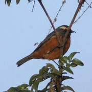 White-browed Conebill