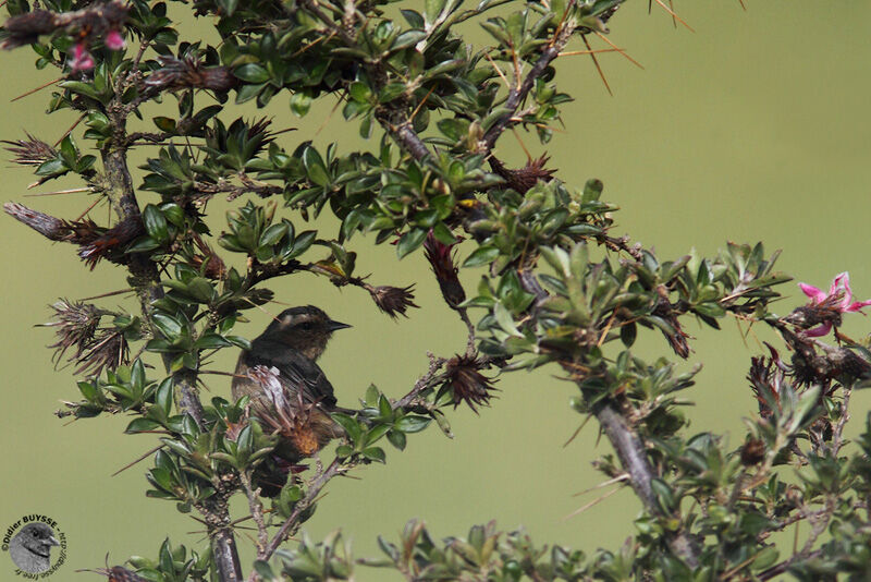 Cinereous Conebilladult, identification