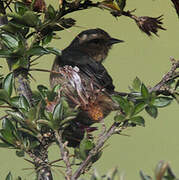 Cinereous Conebill