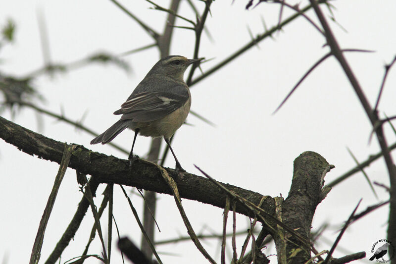 Cinereous Conebilladult, identification