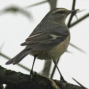 Cinereous Conebill