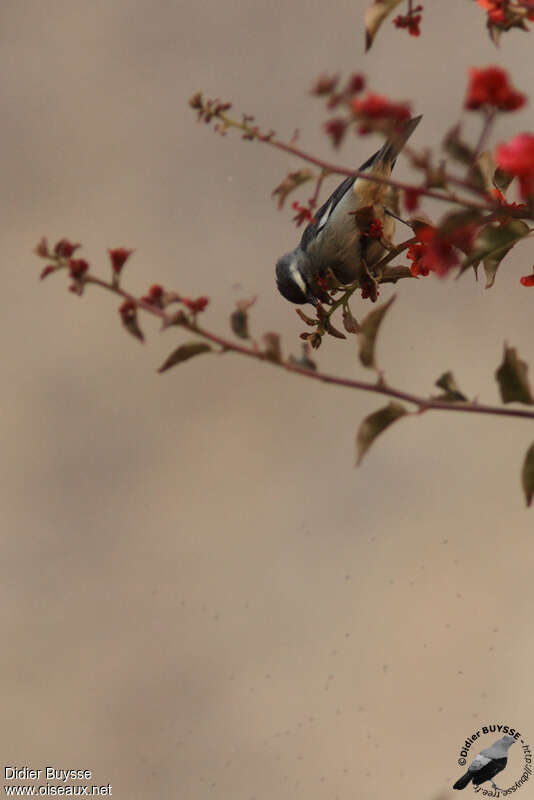 Cinereous Conebilladult, habitat, pigmentation, Behaviour