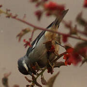 Cinereous Conebill