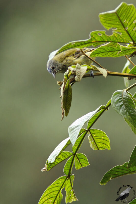 Capped Conebill female adult, identification