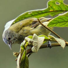 Conirostre coiffé