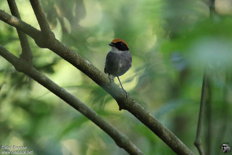 Black-cheeked Gnateateradult, identification