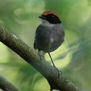 Black-cheeked Gnateater