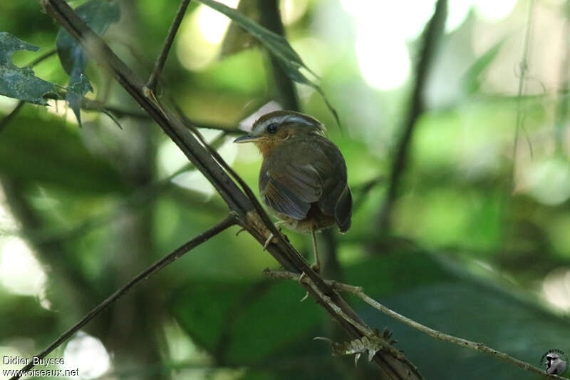 Rufous Gnateateradult, identification