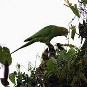 Cuban Parakeet