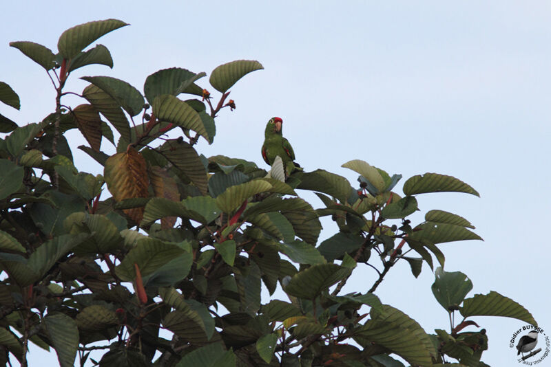 Conure de Finsch, identification