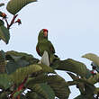 Conure de Finsch