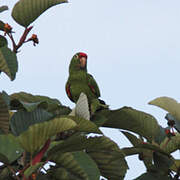 Finsch's Parakeet