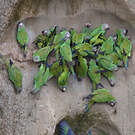 Conure de Weddell
