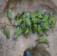 Dusky-headed Parakeet