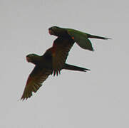 Conure pavouane