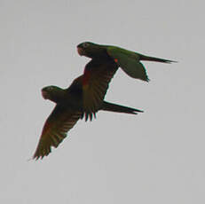 Conure pavouane