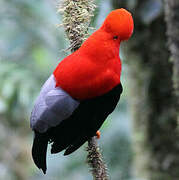 Andean Cock-of-the-rock