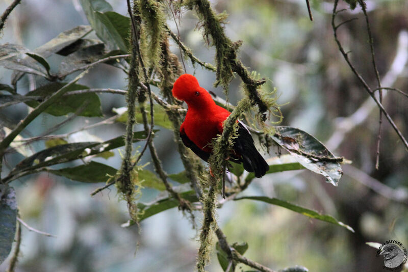 Andean Cock-of-the-rock male adult breeding, identification