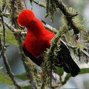 Andean Cock-of-the-rock