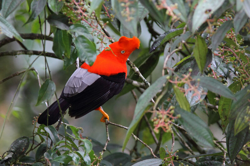 Andean Cock-of-the-rock male adult, identification