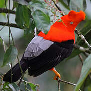 Andean Cock-of-the-rock