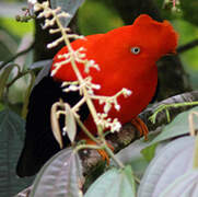 Andean Cock-of-the-rock