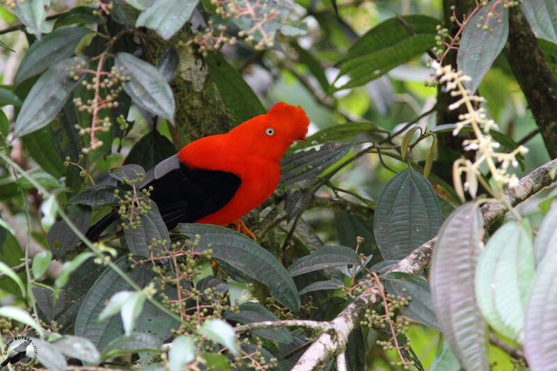 Andean Cock-of-the-rock male adult, identification