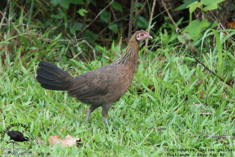 Coq bankiva femelle adulte, identification