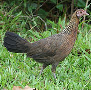 Red Junglefowl