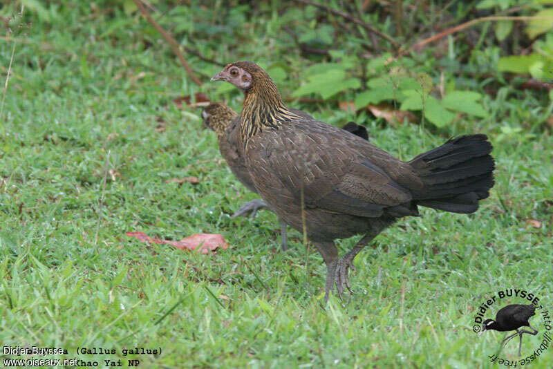 Coq bankiva femelle, identification