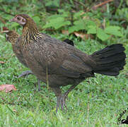 Red Junglefowl