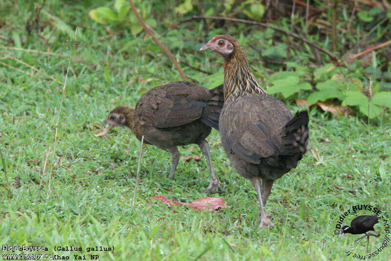 Red Junglefowljuvenile, identification