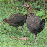 Red Junglefowl