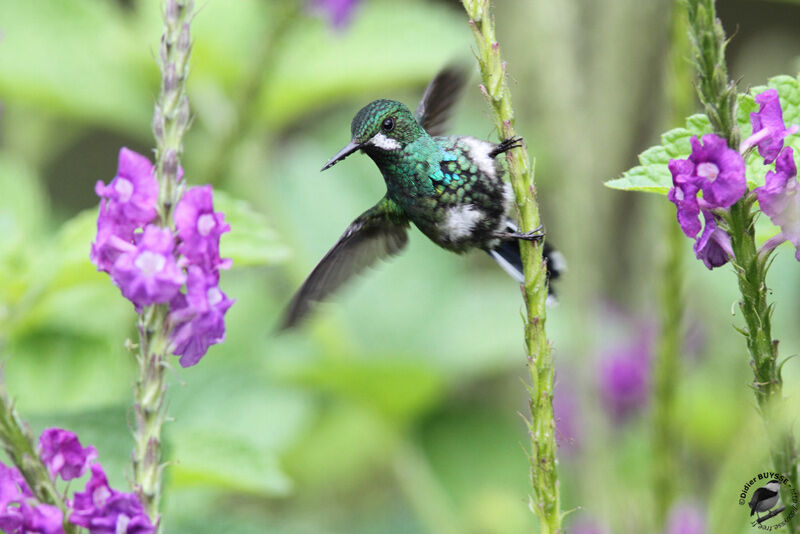 Green Thorntail female adult, identification, Behaviour