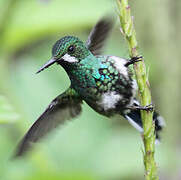 Green Thorntail