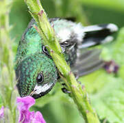 Green Thorntail