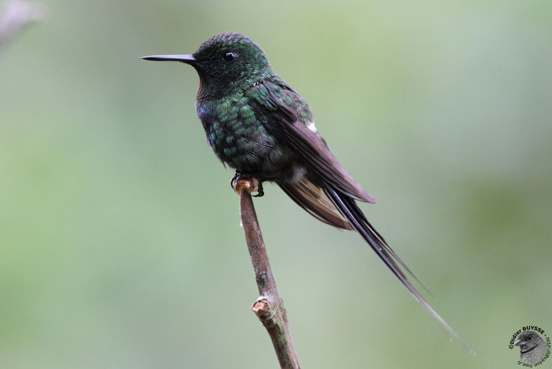 Green Thorntail male adult, identification