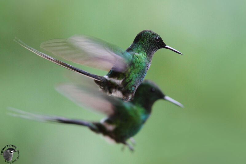 Green Thorntail male adult, Flight