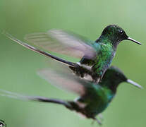 Green Thorntail