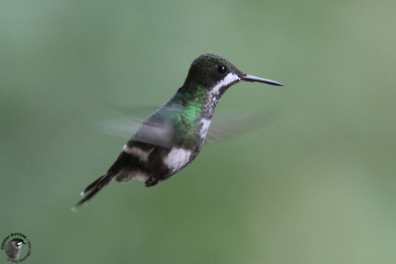 Green Thorntail female adult, Flight