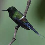 Green Thorntail