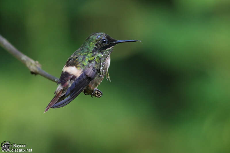 Festive Coquette male adult, identification