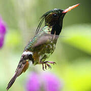 Black-crested Coquette