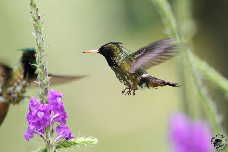 Black-crested Coquette male adult breeding, Flight