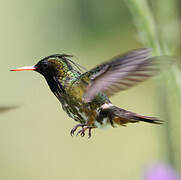 Black-crested Coquette