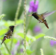 Black-crested Coquette