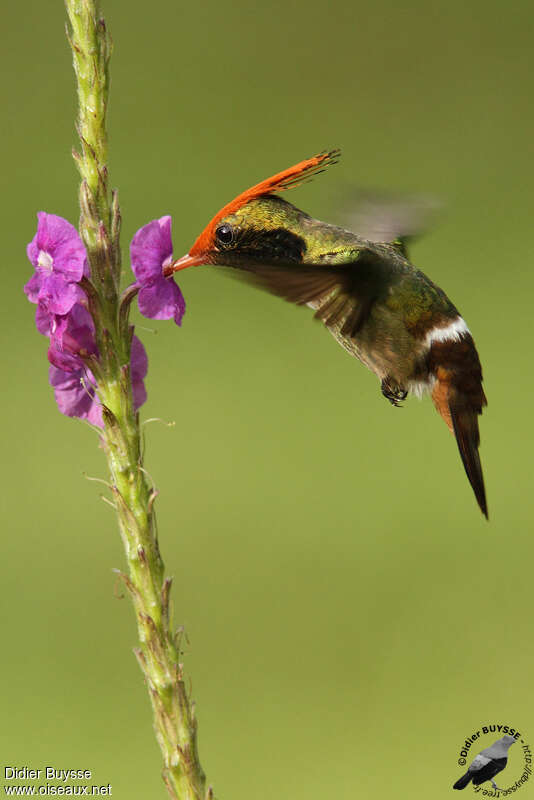 Rufous-crested Coquette male adult, feeding habits