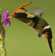 Rufous-crested Coquette