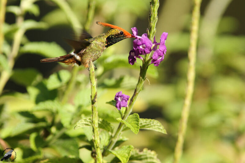 Rufous-crested Coquette male adult, identification