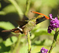 Rufous-crested Coquette